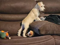 Buster, a male Miniature Schnauzer for sale in Central, AR – Photo 6 of 6