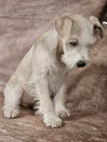 processed/f3eef64a-dba9-4c15-97f1-dfccb5f6bfe6/listing/7f0986d7-a2c5-4e22-9edc-bad2af253cb4/6ca34afb-bf54-4f7c-bcc5-519977c65f95