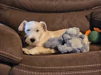 Buster, a male Miniature Schnauzer for sale in Central, AR – Photo 5 of 6