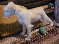 Buster, a male Miniature Schnauzer for sale in Central, AR – Photo 4 of 6