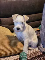 Buster, a male Miniature Schnauzer for sale in Central, AR – Photo 2 of 6