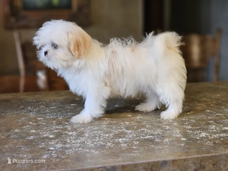 China – Shih Tzu puppy for sale in Central, AR