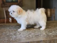 China, a female Shih Tzu for sale in Central, AR – 1 of 6