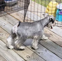Misty, a female Miniature Schnauzer for sale in Central, AR – 8 of 8