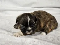Honeybun, a female Shih Tzu for sale in Central, AR – 6 of 7