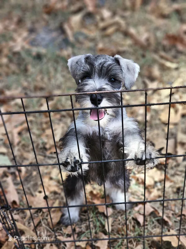 Gus – Miniature Schnauzer puppy for sale in Central, AR