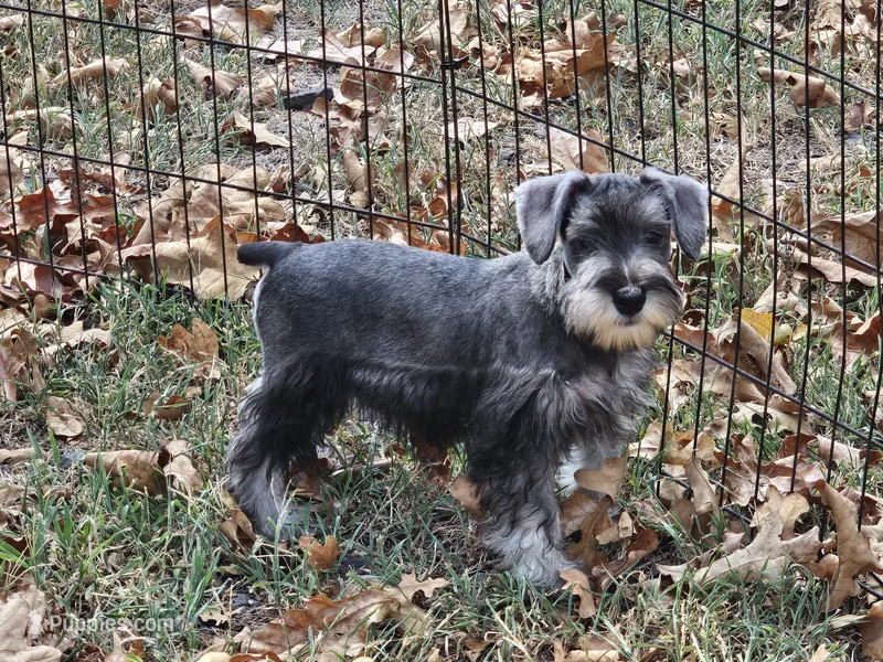 Oliver – Miniature Schnauzer puppy for sale in Central, AR