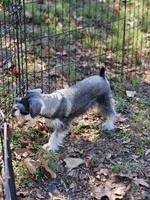 Finn, a male Miniature Schnauzer for sale in Central, AR – 3 of 5