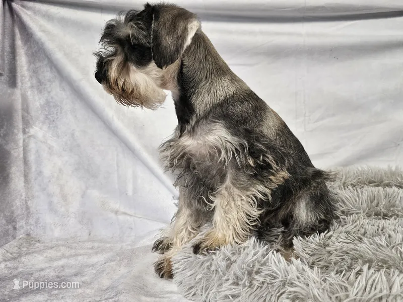 Finn – Miniature Schnauzer puppy for sale in Central, AR