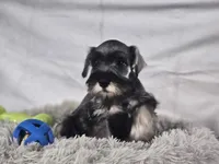 Oliver, a male Miniature Schnauzer for sale in Central, AR – 2 of 5
