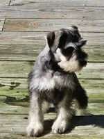 Cassy, a female Miniature Schnauzer for sale in Central, AR – 5 of 9