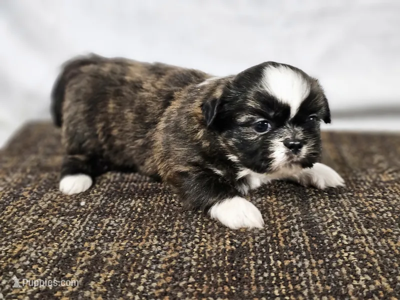Sophie – Shih Tzu puppy for sale in Central, AR