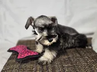Ella, a female Miniature Schnauzer for sale in Central, AR – 6 of 6