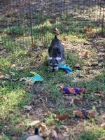 Fritz, a male Miniature Schnauzer for sale in Central, AR – 2 of 5