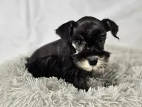Lily, a female Miniature Schnauzer for sale in Central, AR – 1 of 5