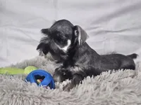 Oliver, a male Miniature Schnauzer for sale in Central, AR – 3 of 5