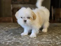 China, a female Shih Tzu for sale in Central, AR – 5 of 6