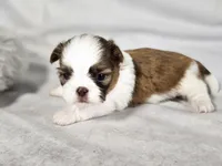 Frankie, a male Shih Tzu for sale in Central, AR – 2 of 5