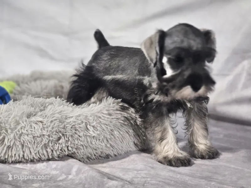 Oliver – Miniature Schnauzer puppy for sale in Central, AR