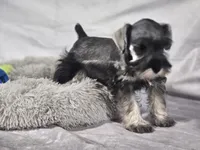 Oliver, a male Miniature Schnauzer for sale in Central, AR – 5 of 5