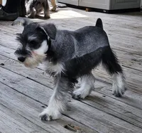 Cassy, a female Miniature Schnauzer for sale in Central, AR – 9 of 9