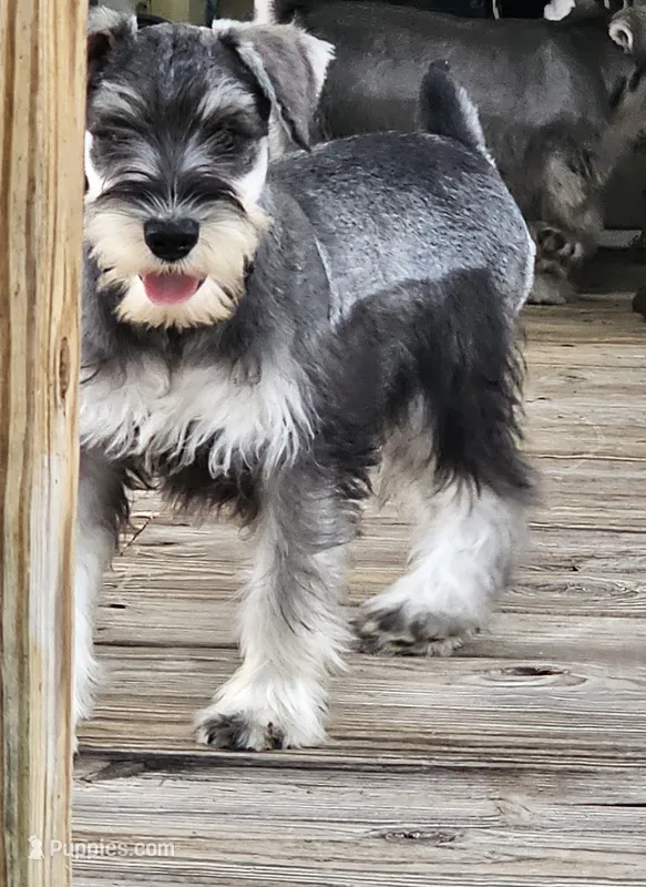 Cassy – Miniature Schnauzer puppy for sale in Central, AR