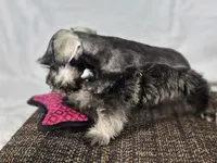 Ella, a female Miniature Schnauzer for sale in Central, AR – 3 of 6