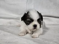 Lexi, a female Shih Tzu for sale in Central, AR – 6 of 6