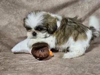 Buster, a male Shih Tzu for sale in Central, AR – Photo 2 of 6