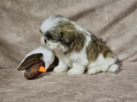 Buster, a male Shih Tzu for sale in Central, AR – Photo 4 of 6