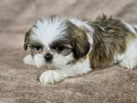 Buster, a male Shih Tzu for sale in Central, AR – Photo 6 of 6