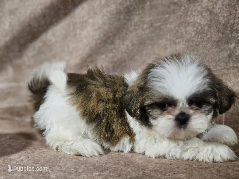 Buster – Shih Tzu puppy for sale in Central, AR