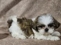 Buster, a male Shih Tzu for sale in Central, AR – Photo 1 of 6