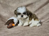 Buster, a male Shih Tzu for sale in Central, AR – Photo 5 of 6