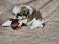 Buster, a male Shih Tzu for sale in Central, AR – Photo 3 of 6
