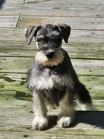 Cassy, a female Miniature Schnauzer for sale in Central, AR – 2 of 9