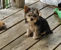 Lexi, a female Yorkshire Terrier for sale in Central, AR – 2 of 5