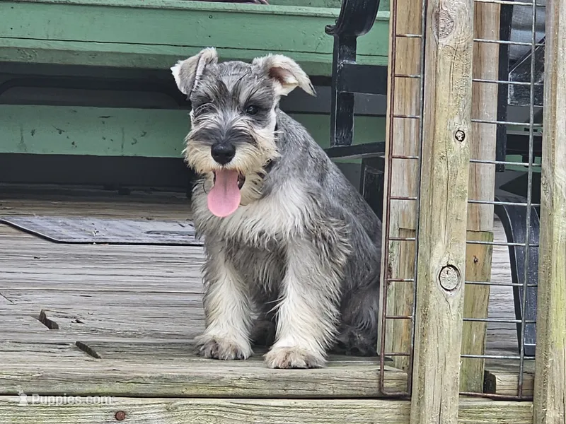 Misty – Miniature Schnauzer puppy for sale in Central, AR
