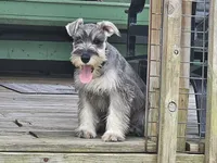 Misty, a female Miniature Schnauzer for sale in Central, AR – 2 of 8