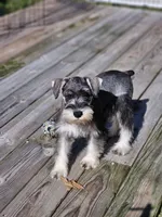 Cassy, a female Miniature Schnauzer for sale in Central, AR – 4 of 9
