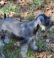 Finn, a male Miniature Schnauzer for sale in Central, AR – 4 of 5