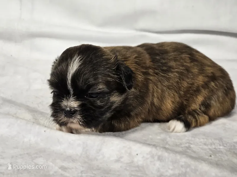 Honeybun – Shih Tzu puppy for sale in Central, AR