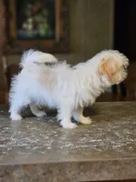 China, a female Shih Tzu for sale in Central, AR – 6 of 6