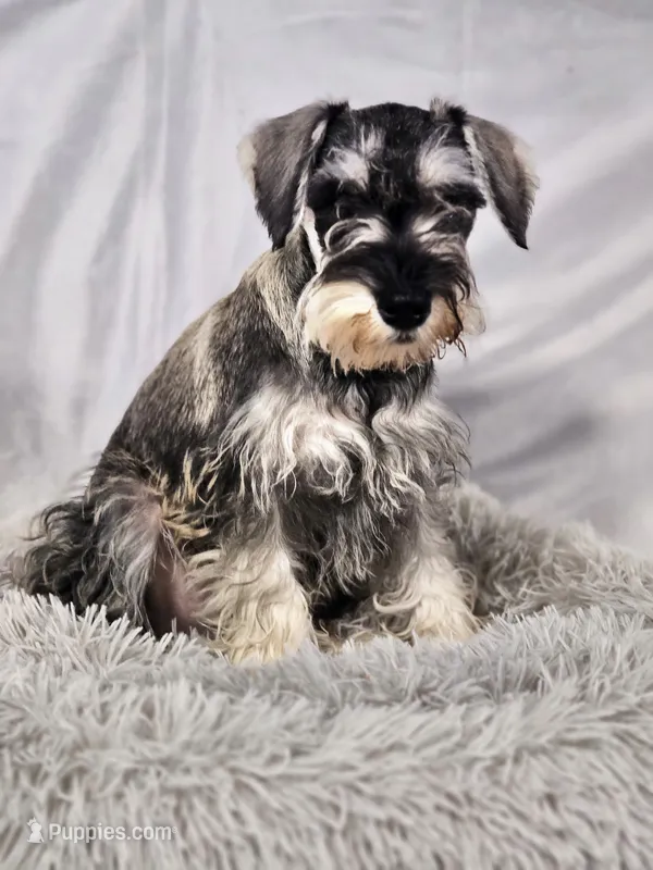 Finn – Miniature Schnauzer puppy for sale in Central, AR