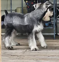Cassy, a female Miniature Schnauzer for sale in Central, AR – 7 of 9