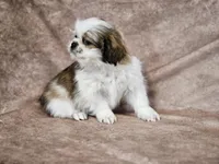 Sammy, a male Shih Tzu for sale in Central, AR – Photo 1 of 5