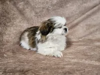 Sammy, a male Shih Tzu for sale in Central, AR – Photo 4 of 5