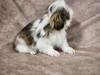 Sammy, a male Shih Tzu for sale in Central, AR – Photo 3 of 5
