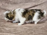 Sammy, a male Shih Tzu for sale in Central, AR – Photo 2 of 5