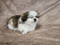 Sammy, a male Shih Tzu for sale in Central, AR – Photo 5 of 5